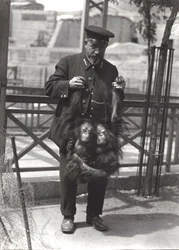 1916年4月、ロンドン動物園でキーパーのロッドウェルが腕に抱えられた2人の若いオランウータン